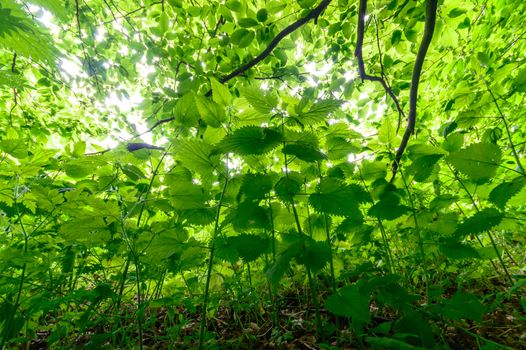 plants for natural background, nature series