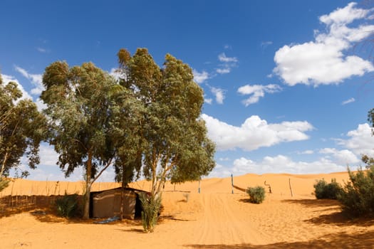 green trees in oasis in the Sahara desert