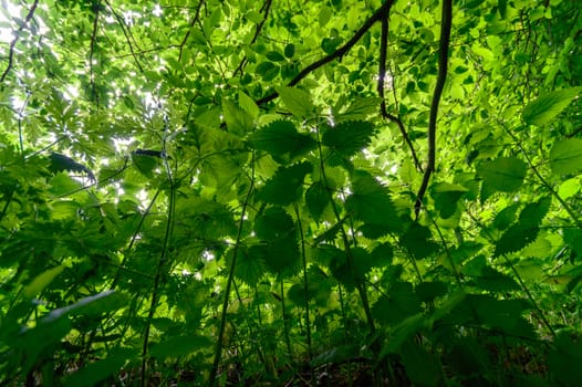 plants for natural background, nature series