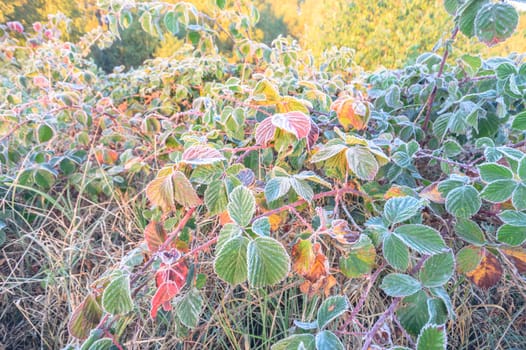 frozen wild plants for natural background, nature series