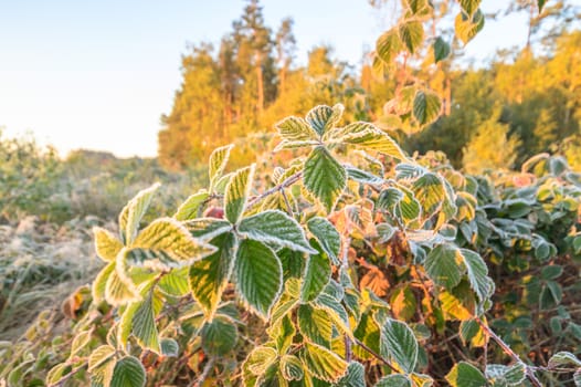 frozen wild plants for natural background, nature series