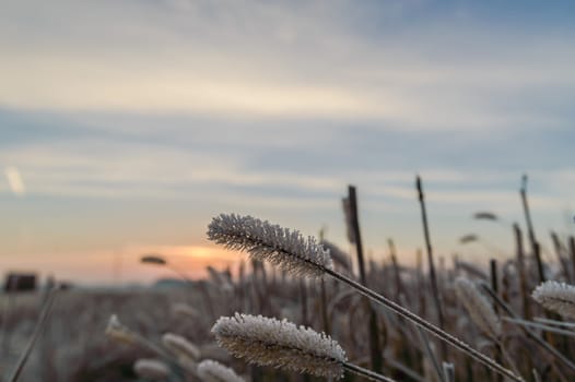 plants for natural background, nature series