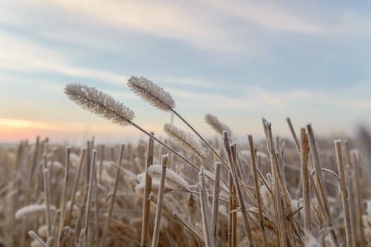 plants for natural background, nature series