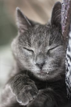 Portrait of a 10-year old female grey cat