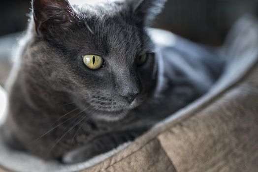 Portrait of a 10-year old female grey cat