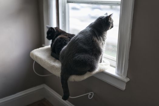 Portrait of two 10-year old cats sitting on a window ledge