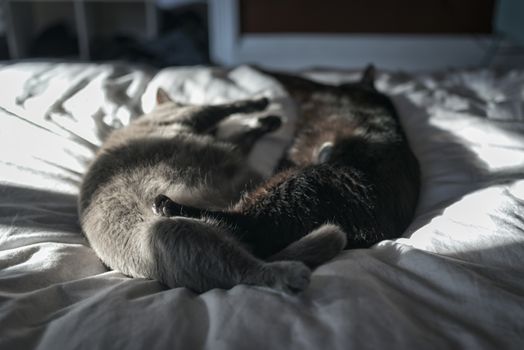 Portrait of two 10-year old cats lying on the bed