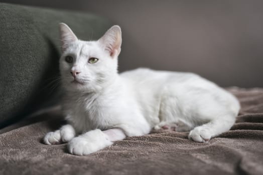 Portrait of a 2-year old male white cat