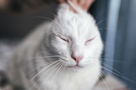 Portrait of a 2-year old male white cat