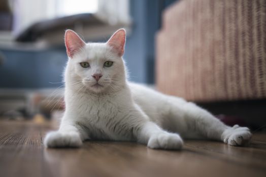 Portrait of a 2-year old male white cat