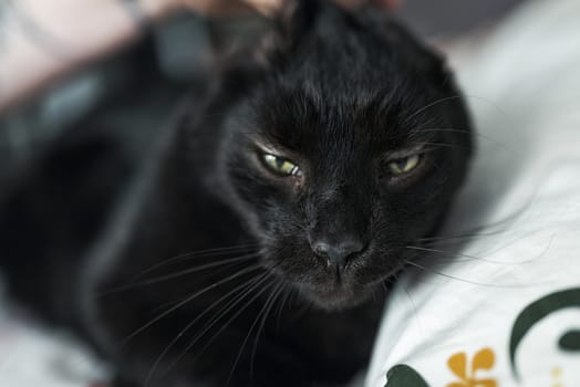 Portrait of a 10-year old male black cat