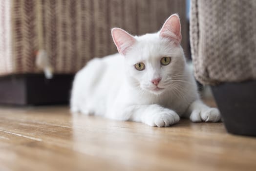 Portrait of a 2-year old male white cat