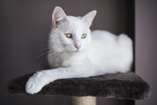 Portrait of a 2-year old male white cat