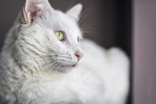 Portrait of a 2-year old male white cat