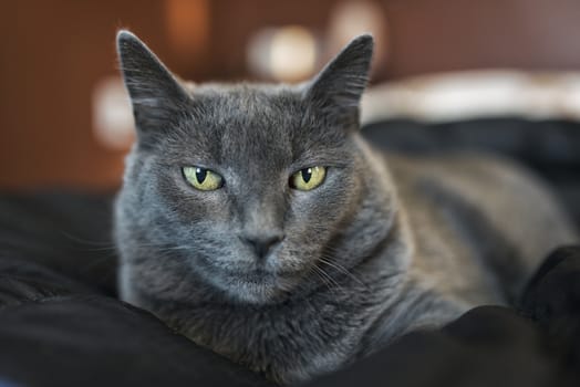 Portrait of a 10-year old female grey cat
