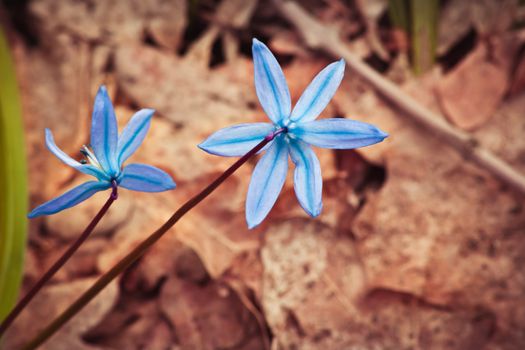 The first forest blue flowers in early spring
