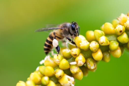 Bee on flower  close up photo in the garden