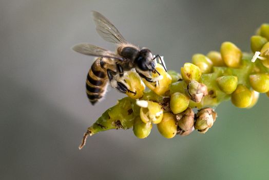 Bee on flower  close up photo in the garden