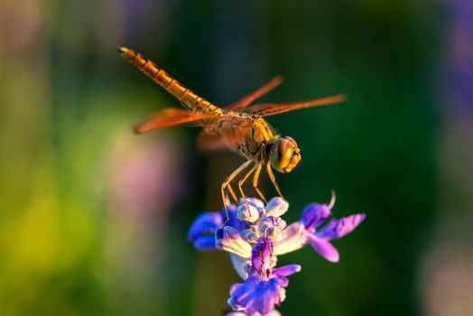 Dragonfly on blue flower in the garden