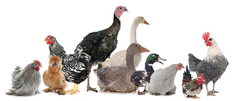 group of poultry in front of white background