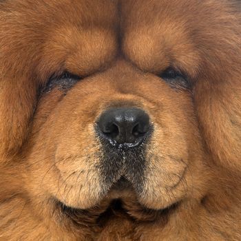 brown chow dog in front of white background