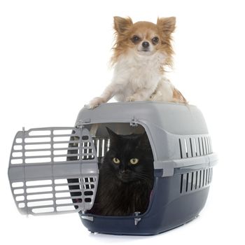 cat in kennel and chihuahua in front of white background