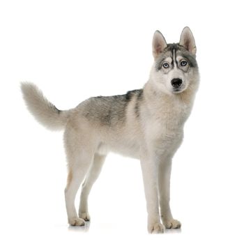 gray siberian husky in front of white background