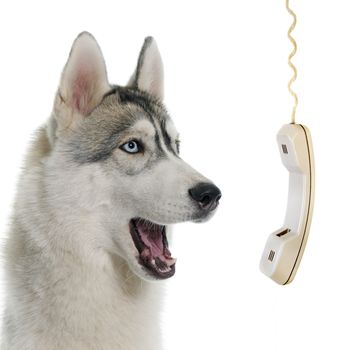 gray siberian husky calling in front of white background