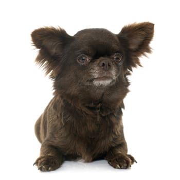 young little chihuahua in front of white background