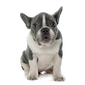 grey french bulldog in front of white background