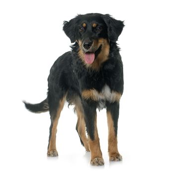 young black hovawart in front of white background