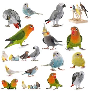 group of parrots in front of white background