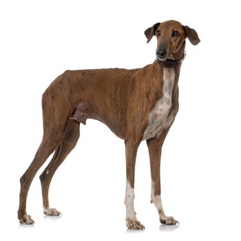 brown azawakh hound in front of white background