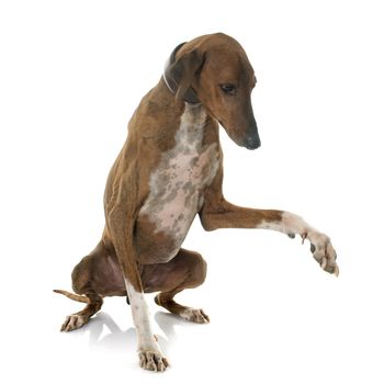 brown azawakh hound in front of white background