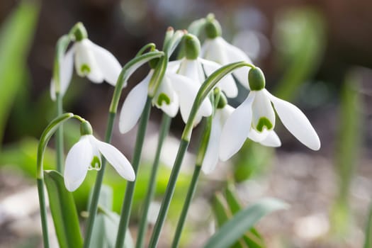 Galanthus nivalis, known as snowdrop