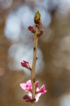 Closeup of a peach tree bud, shallow depth of field.