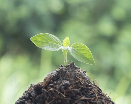 Small tree are sprouting from the ground. growth concept.