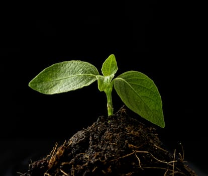 Small tree are sprouting from the ground on a black background . growth concept.