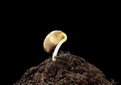 seeding growth as a business concept of success.