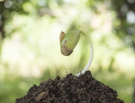 seeding growth as a business concept of success.