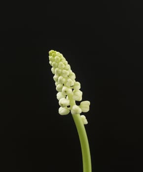 Fresh flowers are small with a black background.