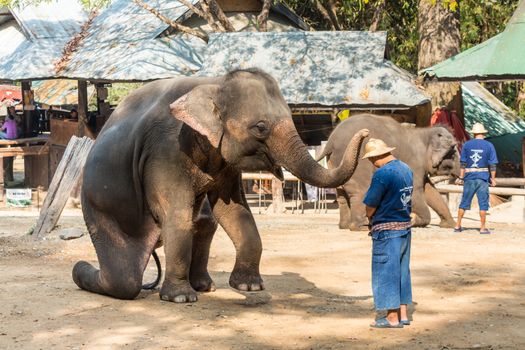 Chiangmai ,Thailand - February 20 : elephant is sitting and putting hat on mahout 's head on February 20 ,2016 at Mae Sa elephant camp ,Chiangmai ,Thailand