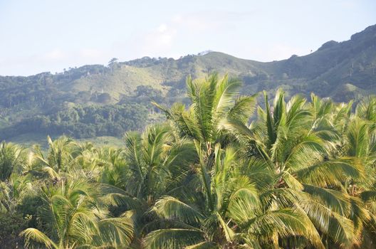 Dominican Republic Landscape with palm  trees in foreground