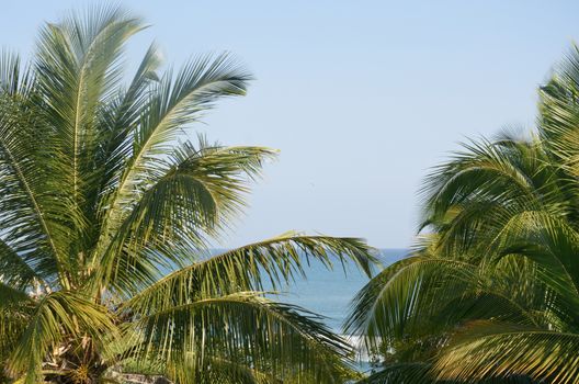 View of sea through Palm Trees