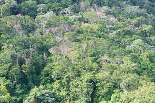 Rainforest from above