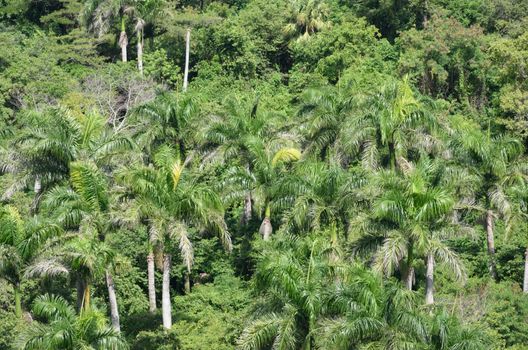 Group of Palm trees viewed  from above