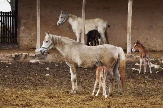 picture of a mare with her foal 