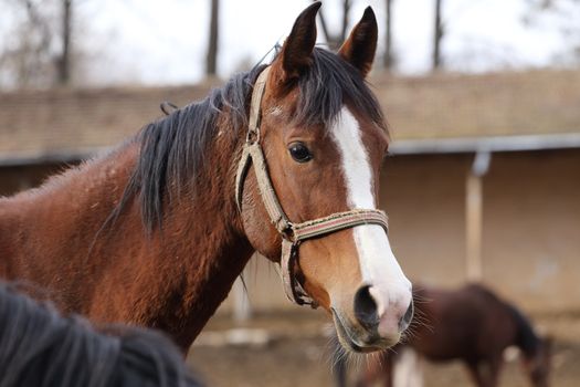 Portrait of a  horse in the farm