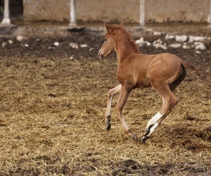 picture of a runing brown foal