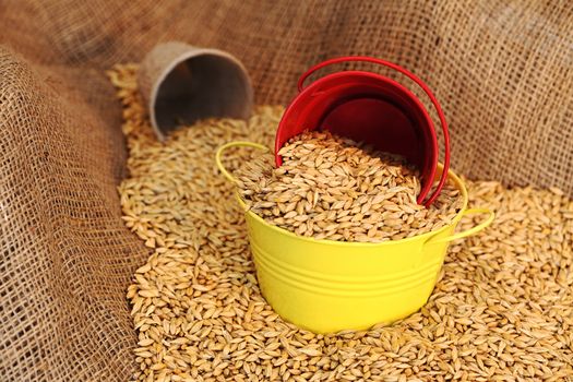 wheat sowing seed in metal bucket close up 